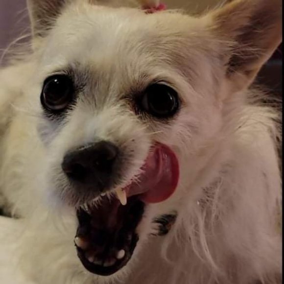 ❤ For Gemstone Jewelry Live Show Alerts! ❤️❤ Items For An Offer! - Picture 13 of 17